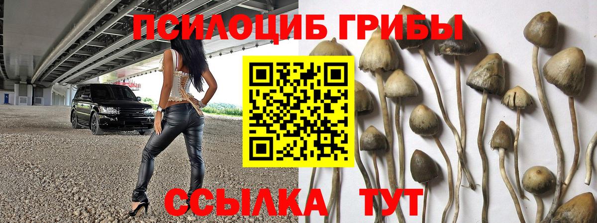 как найти   Псилоцибиновые грибы GOLDEN TEACHER  Вход с VPN  Красноармейск 